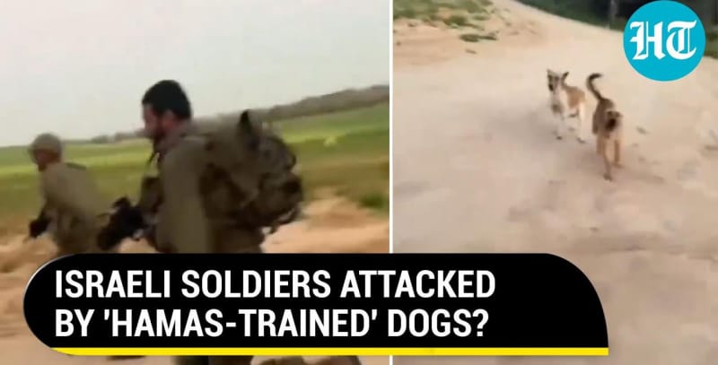 以色列士兵被加沙的狗追赶并吓跑，网民嘲讽以色列国防军！