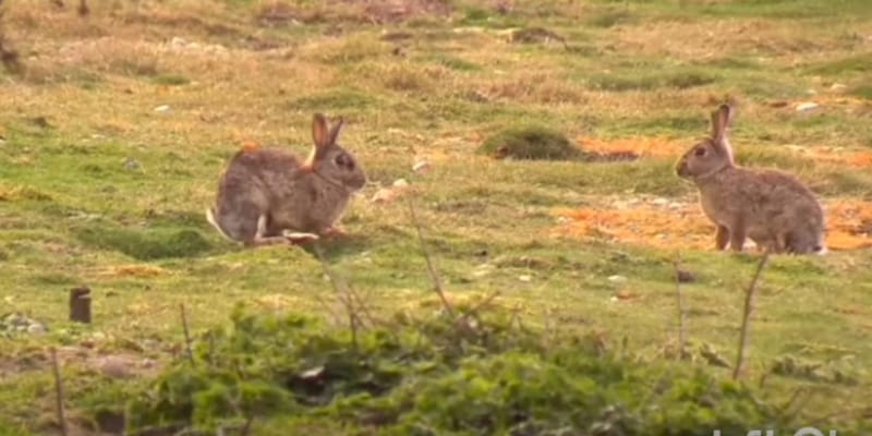 中国在沙漠中养殖 120 万只兔子，让沙漠变成绿洲！